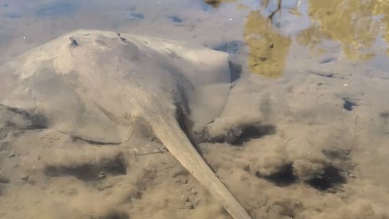 Noosa Heads: Hidden Waterways Wildlife Kayak (Fully Guided)