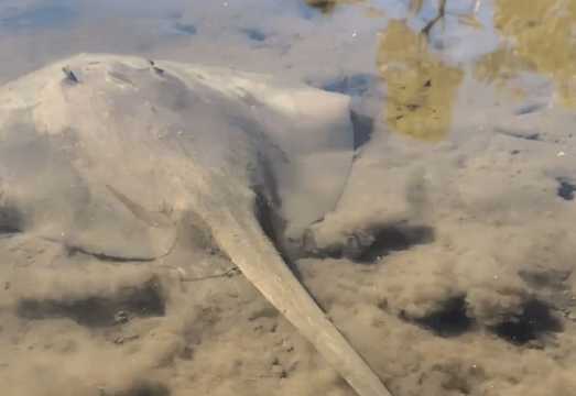 Noosa Heads Hidden Waterways Wildlife Kayak Self-Guided: What to Expect Before You Book