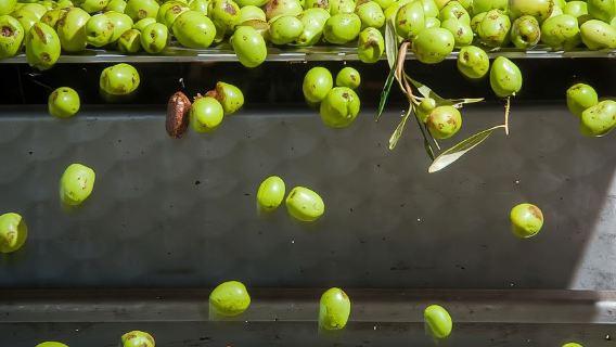 Задар, Шибеник: дегустация оливкового масла, вина и еды, самостоятельная поездка