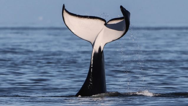 Victoria Half-Day Whale Watching Adventure with Free Photos