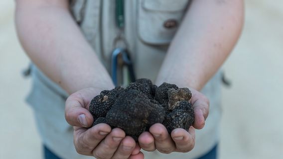 Truffle Lunch & Hunting Experience in San Gimignano