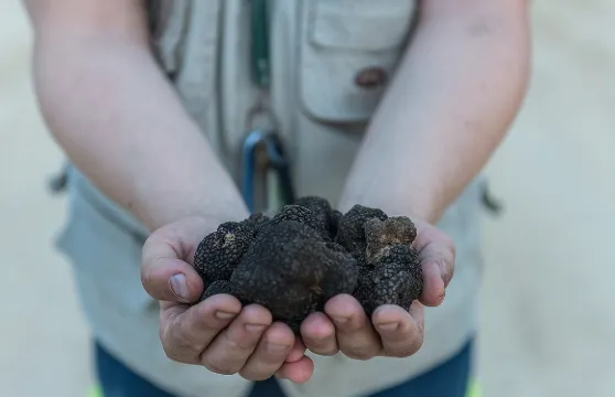 聖吉米尼亞諾的松露午餐和狩獵體驗