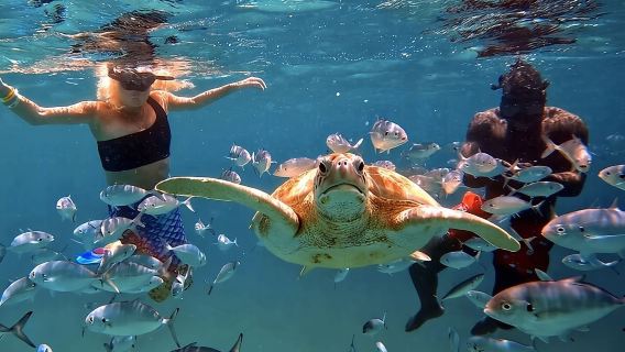 Harbour Lights-Chair &Turtle Shipwreck Snorkel Tour(10:30-1:30pm)