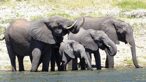 Chobe Safari Experience Day Trip - MINIMUM 2 PEOPLE