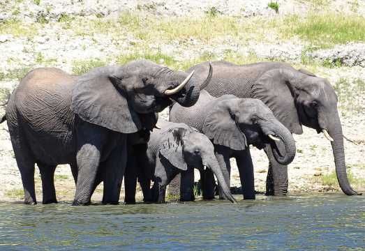 Chobe Safari Experience Day Trip - MINIMUM 2 PEOPLE