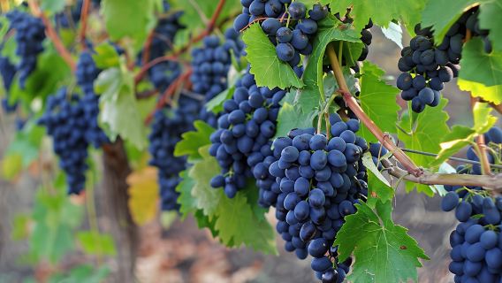 Sonoma and Napa Valley full-day wine tour from San Francisco