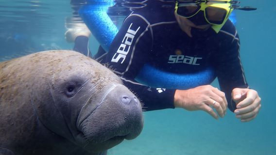 Снорклинг с ламантинами и фотографом в воде на реке Кристал