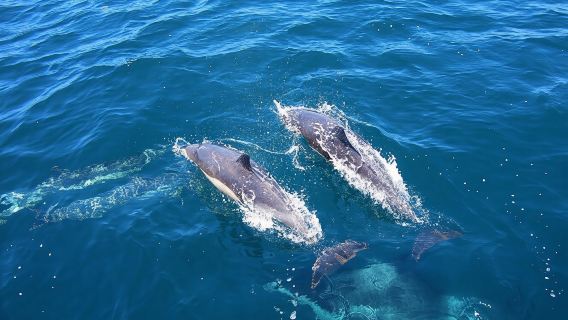 Marine Wildlife Boat Cruise and Cape Winelands Tour