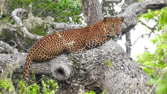 Halbtagessafari im Yala-Nationalpark – 4:30 Uhr bis 11:30 Uhr