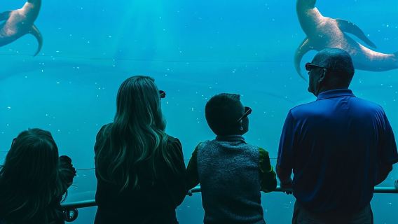 Digital Ocean Adventure in Sevierville