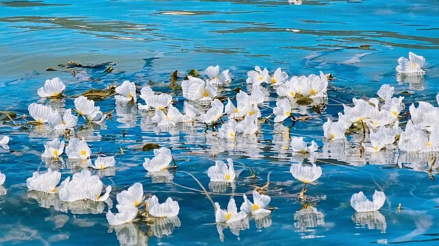 瀘沽湖一日遊2-14人小團【可升級獨立團真純玩｜豬槽船遊湖】