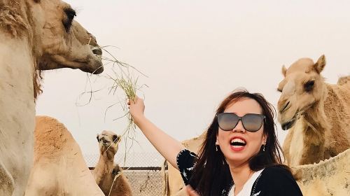 Morning Red Dune Safari with Sandboarding and Camel Ride Day Tours 3