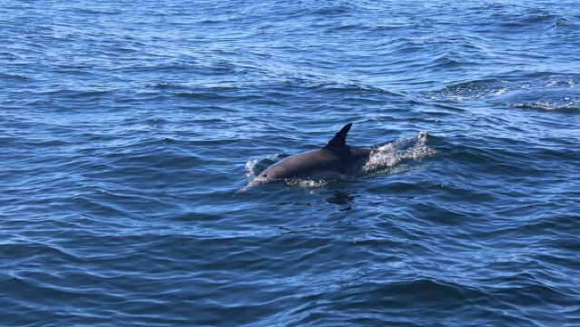 Lawatan Mini Ekologi Berpandu 2 Jam di Dingle, Ireland