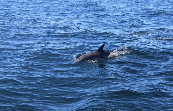 愛爾蘭丁格爾2小時迷你生態導賞團