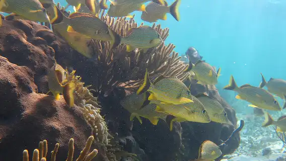 Private (only you) Reef Snorkeling in Puerto Morelos 2x40 minutes