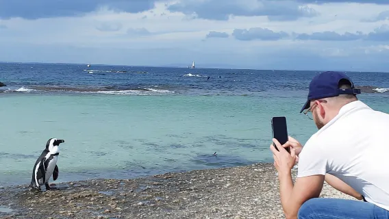Boulders Beach, Ciudad del Cabo: ¡Lujo en la colonia de pingüinos!