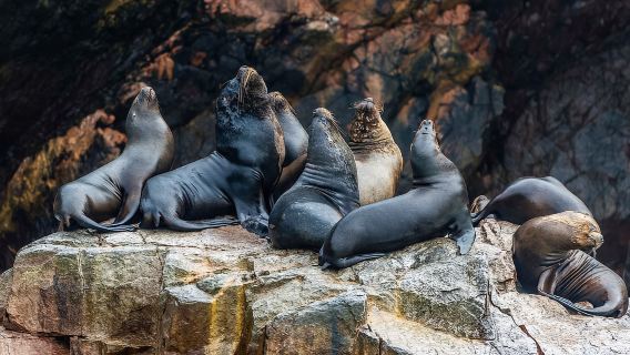 Paracas: Isole Ballestas e Candelabri della Barca di Paracas