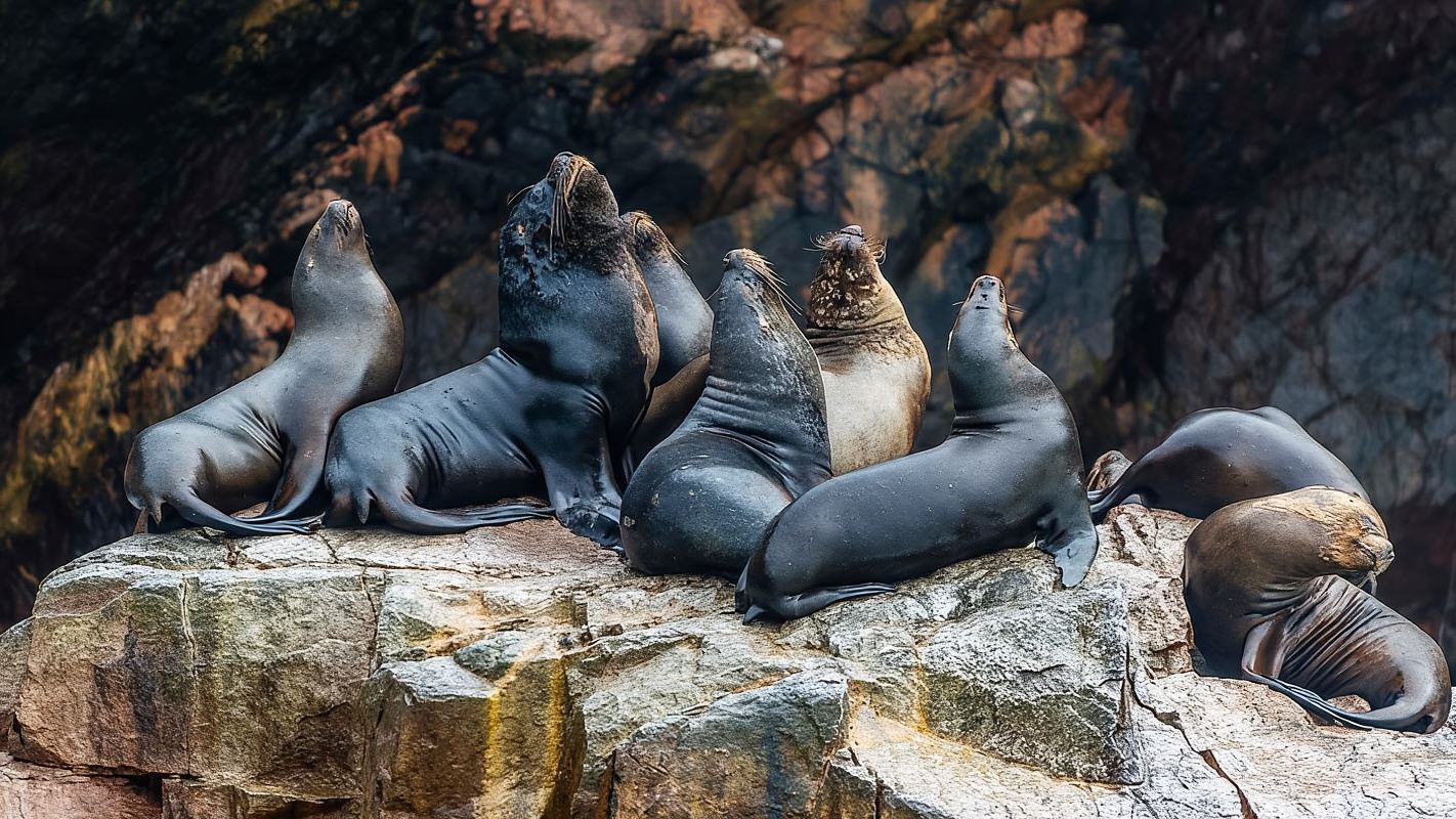 Paracas: Ballestas-Inseln und Kandelaber des Paracas-Bootes