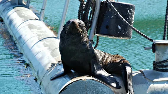 Crociera in battello postale Queen Charlotte Sound da Picton