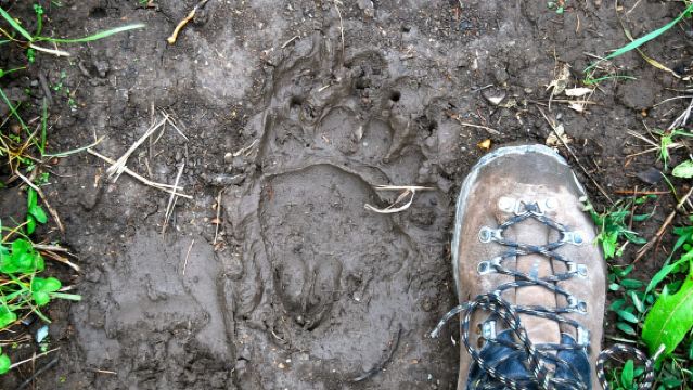 Glacier National Park: Morning Nature Walk