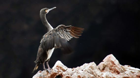Ballestas Islands and Huacachina Oasis Half-Day Tour