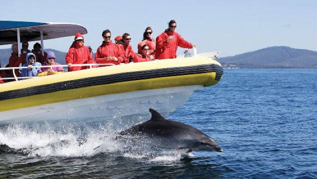 タスマニア・ブルニー島3時間ワイルドネスクルーズ【ホバート発オプションあり】