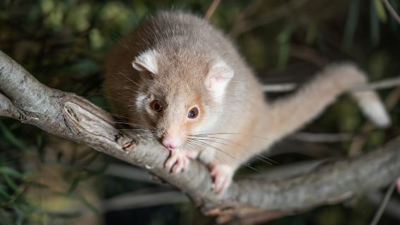 Chuyến tham quan có hướng dẫn về Khu bảo tồn động vật hoang dã Bonorong vào ban đêm