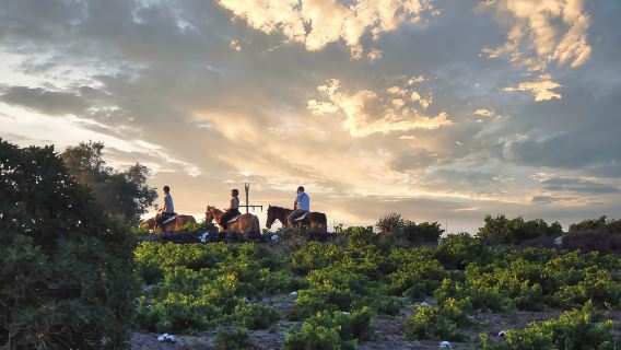 Akrotiri: Geführter Tagesausflug mit Reiten zu einem Strand