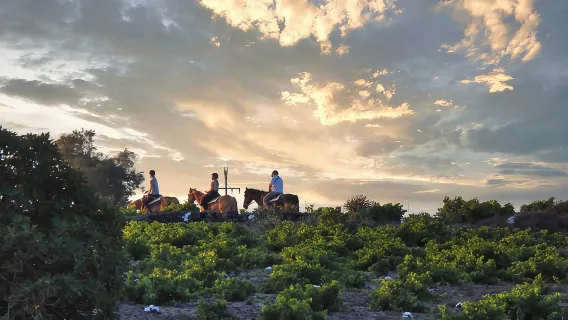 Akrotiri: escursione guidata a cavallo di un giorno verso una spiaggia
