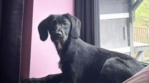 Boarding for New Dogs, with free 30 minute intake appointment - 2 Days