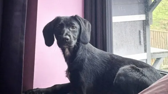 Boarding for New Dogs, with free 30 minute intake appointment - 2 Days