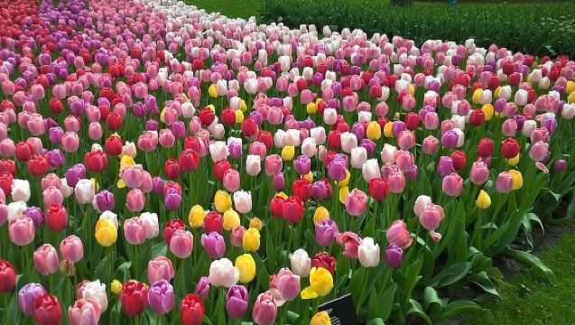 ทัวร์ 1 วัน คูเคนฮอฟ + ซาแนสชานส (เลือกทัวร์ภาษาไทยหรืออังกฤษได้)