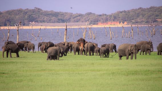 Safari de medio día en el Parque Nacional de Minneriya