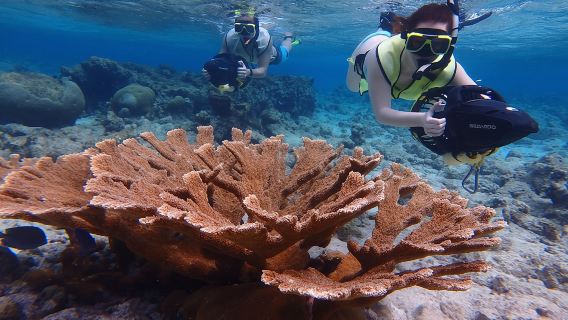 Small-Group Sea Scooters Snorkel at Mangel Halto Beach in Aruba