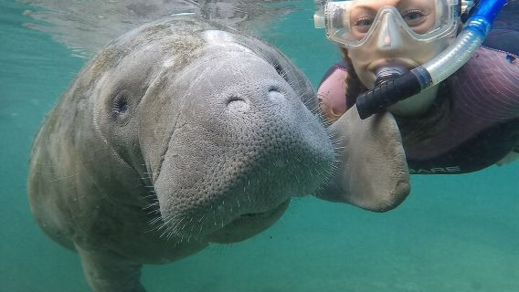 Small Group Manatee Snorkel Tour with In-Water Guide and Photographer