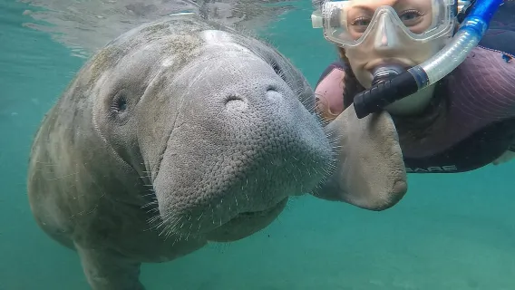 Tour in Piccolo Gruppo con Guida Subacquea e Fotografo per Snorkeling con i Lamantini