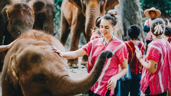 Chiang Mai Kerchor Elephant Eco Park Tour