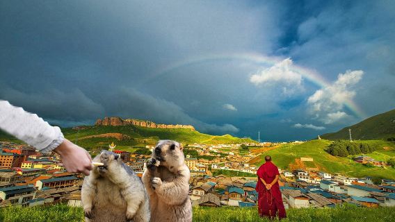 優選精品甘南2-6人純玩1日遊|甘加祕境|拉卜楞寺|桑科草原