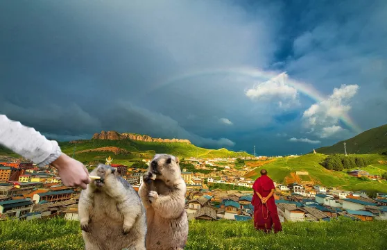 優選精品甘南2-6人純玩1日遊|甘加祕境|拉蔔楞寺|桑科草原