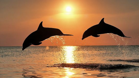 Delfinbeobachtung & Bootstour bei Sonnenuntergang mit Abendessen und Getränken