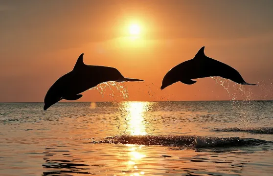 觀賞海豚及日落遊船之旅（含晚餐及飲品）