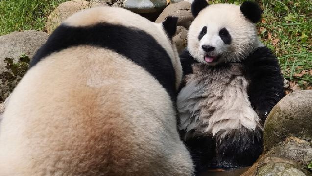 ทัวร์ดูแพนด้าที่ตูเจียงเอี้ยน ตัวเลือกแพนด้ายักษ์หรือผู้ดูแลแพนด้าแดง