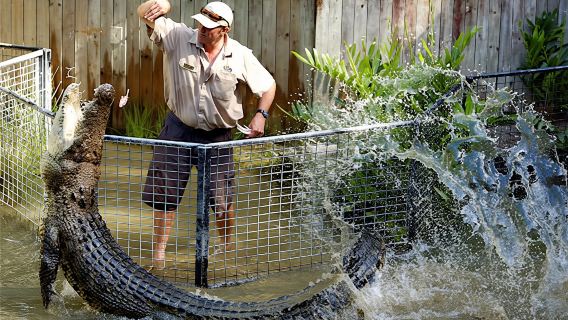 Half-day Hartley's crocodile adventures