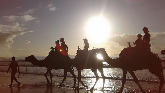 Essaouira: 2H camel/pick up and drop off including