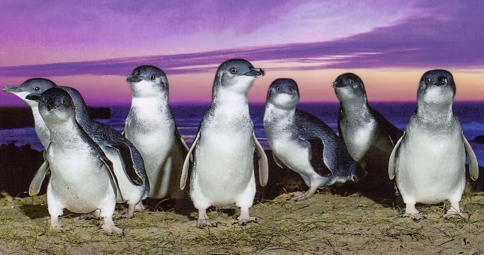 Oamaru xem chim cánh cụt mắt xanh trở về tổ vào ban đêm