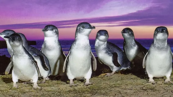 Penguin bermata biru Oamaru kembali ke sarangnya di malam hari