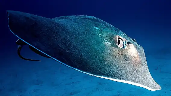 Guided Boat Dives for Certified Divers