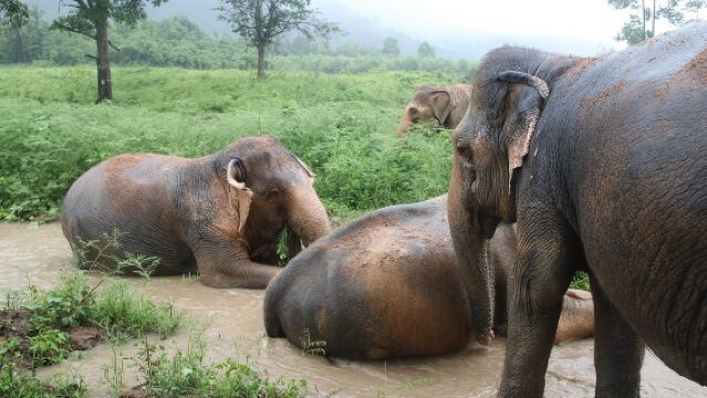 Elephant Nature Care, the largest elephant sanctuary on Koh Samui