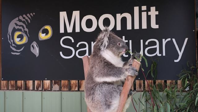 Small-Group Phillip Island Afternoon Day Trip from Melbourne