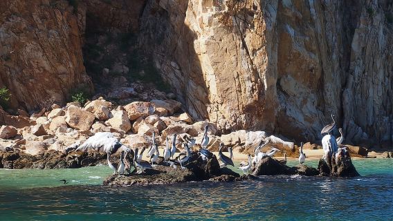 Cabo San Lucas: Tour de 45 minutos en barco con fondo de cristal